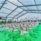 Modern Büyük Açık Düğün Çadırı Alüminyum Barınak 300 Kişilik Faaliyetler